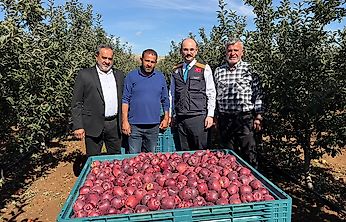Doğanşehir'de Elma Bereketi: Hedef 16 Bin 549 Ton