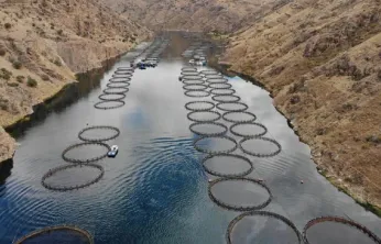 Doğu Anadolu'da Su Ürünleri Yatırımına Yeni Alanlar