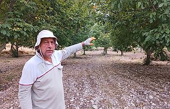 Don vurunca umut cevizde: 250 ağaçtan 300-500 kilo beklentisi