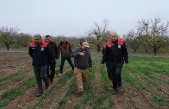 Dünya kayısı başkenti Malatya'da safran üretimi