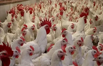 Fiyat Artışları Sonrası Tavuk İhracatına Geçici Durak