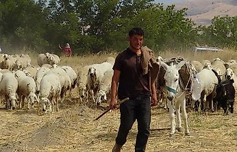Hayvan yetiştiricileri: En büyük sorunumuz çoban ve mera