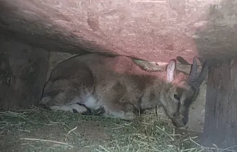 Hekimhan'da Yavru Dağ Keçisi Duyarlı Vatandaş Sayesinde Kurtarıldı