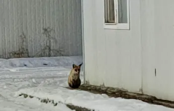 İkizce Konteyner Kent'te Tilki Görüntülendi