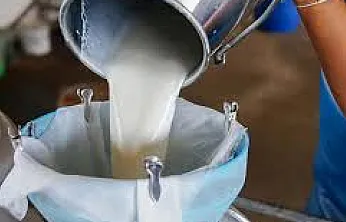 İnek Sütü Toplama Miktarı Yıllık Bazda Geriledi, Aylık Artış Dikkat Çekti