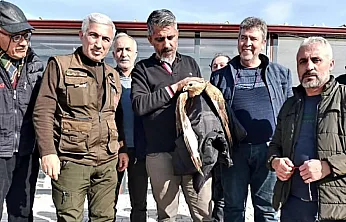 Kanadı Kırık Kızıl Şahin Koruma Altına Alındı