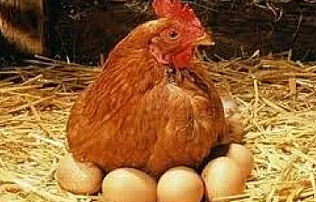 Kanatlı Sektörü Yıl Sonunu Yükselişle Kapattı