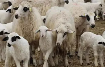 Karacabey Tarım İşletmesi'nden 1200 Erkek Kuzu İçin İhale Duyurusu