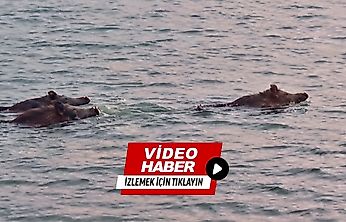 Karakaya Barajı'nda İlginç Anlar: 3 Yaban Domuzu Suda Görüntülendi