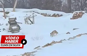 Karla Kaplı Arazide Yaşam Mücadelesi: Tilkinin Zorlu Arayışı