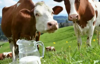 Kasım'da İçme Sütü ve Tereyağı Üretimi Geriledi