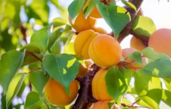 Kayısıda Hastalık Alarmı: Sonbaharda Bordo Bulamacı Şart!