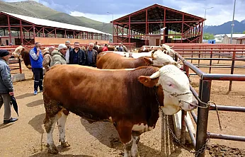 Kesimhane ve Hayvan Satış Yerlerinde Yeni Dönem: Tanımsız Hayvanlara Karantina