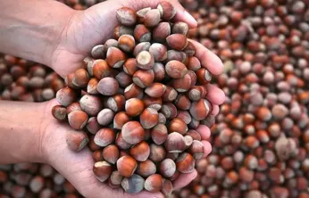 Kışın Bağışıklık Dostu Fındık Sağlık Saçıyor, Cüzdan Zorluyor