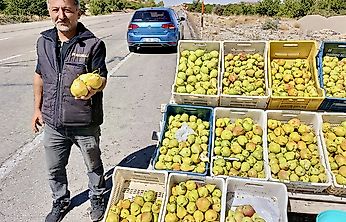 Kürecik'in meşhur bal armudu tezgâhlarda yerini aldı