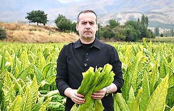 Kurucaova'da Tütün Üreticileri Dertli: Fiyatlar Düştü, Maliyetler Arttı
