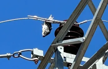 Leylek, Balık ve Elektrik Hattı: 'Görmeden İnanılmaz' Kesinti