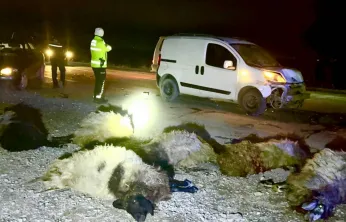Malatya'da araç koyunların arasına daldı: 12 koyun telef oldu