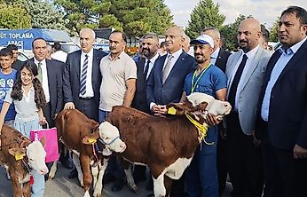 Malatya'da 'En Güzel Buzağı' yarışması düzenlendi