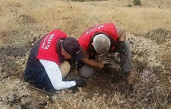 Malatya'da Hububat Tarlalarında Süne Alarmı: Ekipler Sahada
