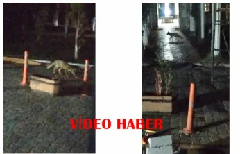 Malatya'da Tilki Siteye Girdi: Yiyecek Arayışı Kamerada