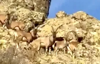 Malatya'da Yaban Keçileri İçin Duyarlılık Çağrısı