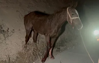 Malatya'da Yarış Tayları Faciası: Karayolunda Can Kaybı