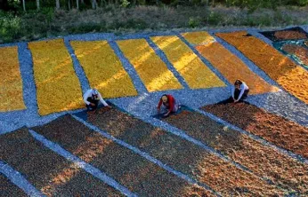 Malatya Kayısısı Zor Yılı İhracatla Aştı: 47 Bin Tonluk Sevkiyat