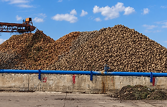 Malatya Şeker Fabrikası'nda 75 Bin Ton Pancar Teslim Alındı