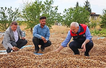 Malatya Tarımında Yeni Dönem: 45 Dönümlük Badem Bahçesinde Hasat