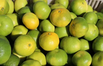 Mandalina ihracatında yeni hedef 1 milyar dolar