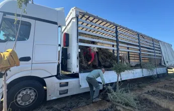 Mardin'de Yetiştirilen Tuz Çalısı Fidanları Malatya Meralarını Güçlendirecek