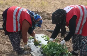 Modern Çilek Yetiştiriciliği Eğitimi Sonrası 12 Üreticiye Hibe Desteği