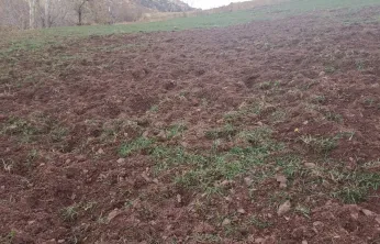 Pütürge'de Domuzlar Çiftçilerin Ürünlerini Tahrip Ediyor