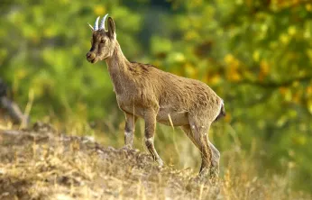 Sabah Sessizliğinde Objektife Takılan Zarif Misafir: Yaban Keçisi