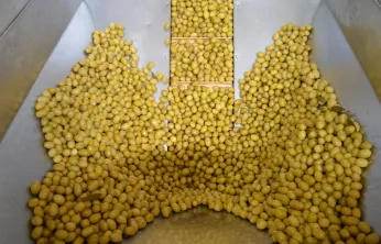 Sofralık zeytin ihracatı yeni sezona yüzde 13'lük artışla girdi