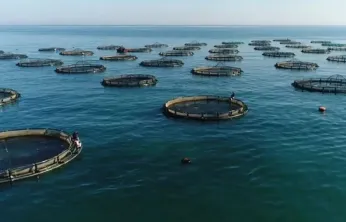 Su ürünleri avcılığı sözleşmeli üretim kapsamına alındı