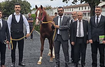 Sultansuyu'nun Tayları Alıcılarla Buluştu: Rekor Fiyatlar