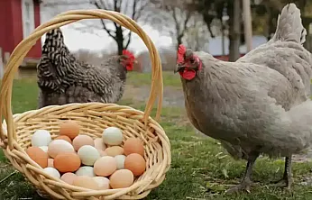 Tavuk eti ve yumurta üretiminde temmuz artışı