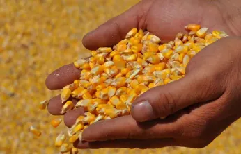 TMO, mısır alım fiyatını açıkladı: 11 bin 300 TL