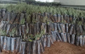 Türkiye'den Türkmenistan'a 50 Bin Fidanlık Yeşil Destek