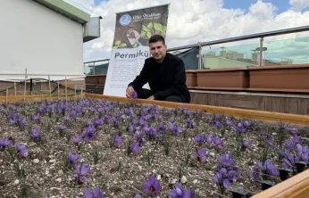 Ülkü Ocakları Genel Merkezi'nin Terasında Safran Hasadı!
