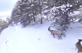 Yaban Hayatına Ağır Darbe: Malatya'da Kaçak Avcıya Yaklaşık 1 Milyon TL Ceza
