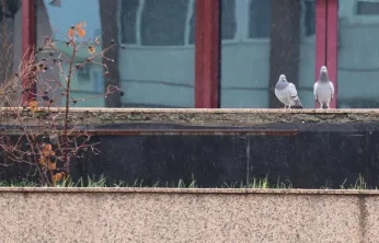 Yurt Genelinde Soğuk ve Yağışlı Hava Etkili Olacak