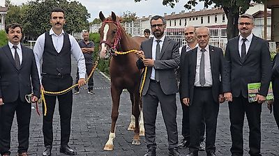 Sultansuyu'nun Tayları Alıcılarla Buluştu: Rekor Fiyatlar