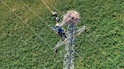 Doğa ile Enerji Arasında Denge: Fırat EDAŞ'tan Kuş Dostu Uygulamalar