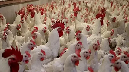 Fiyat Artışları Sonrası Tavuk İhracatına Geçici Durak