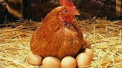 Kanatlı Sektörü Yıl Sonunu Yükselişle Kapattı