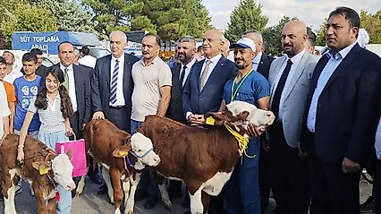 Malatya'da 'En Güzel Buzağı' yarışması düzenlendi