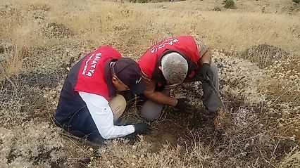 Malatya'da Hububat Tarlalarında Süne Alarmı: Ekipler Sahada